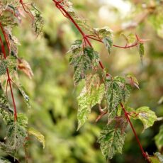 5038838040634 1 Acer Esk Flamingo 12L.jpg